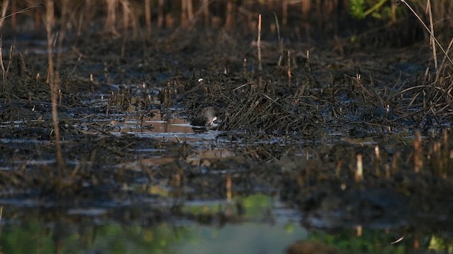 Slaty-breasted Rail - ML617353271