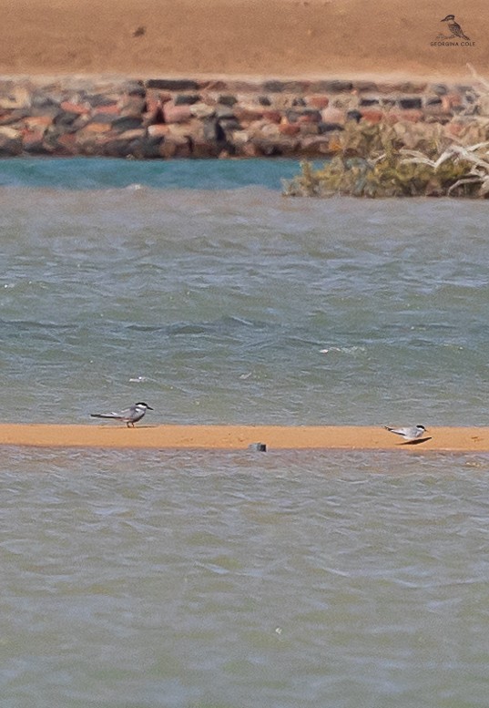 Little Tern - ML617353289