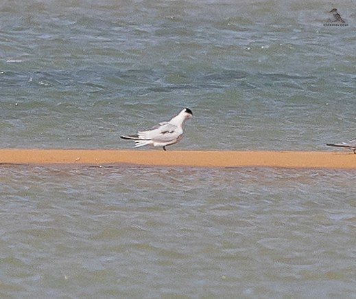 Great Crested Tern - ML617353308