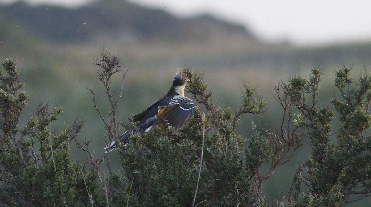 Great Spotted Cuckoo - ML617353313