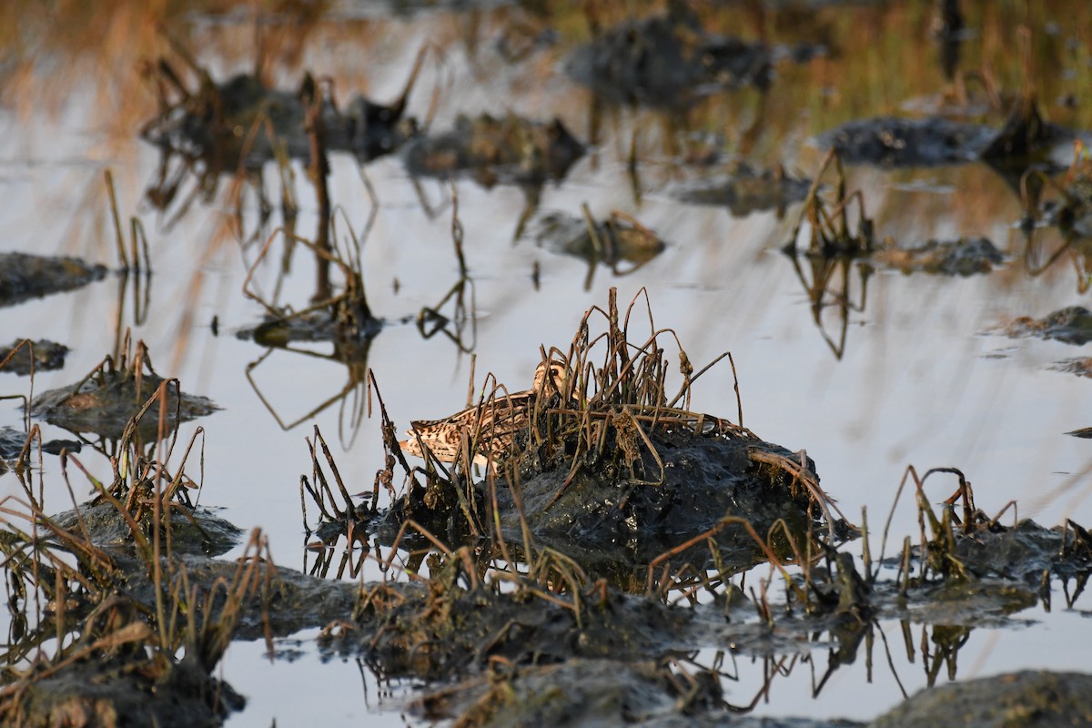 Common Snipe - ML617353321