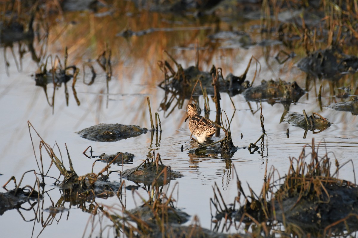 Common Snipe - ML617353322