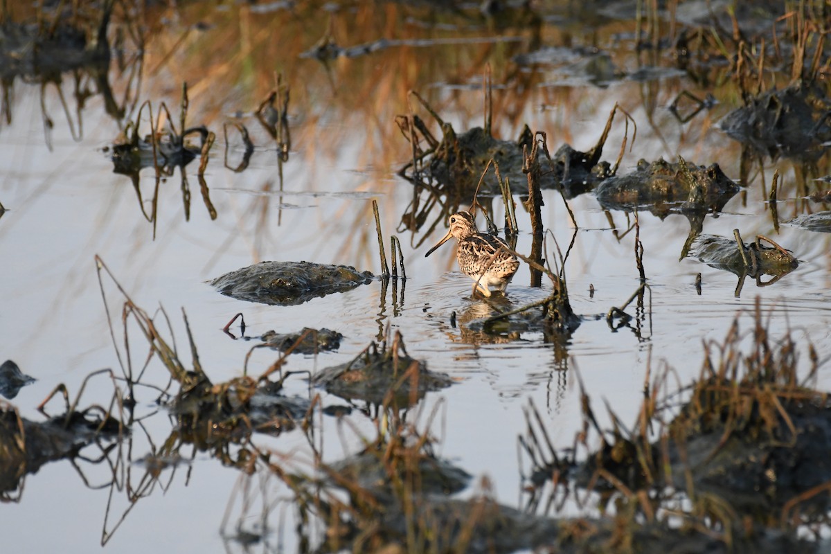 Common Snipe - ML617353323