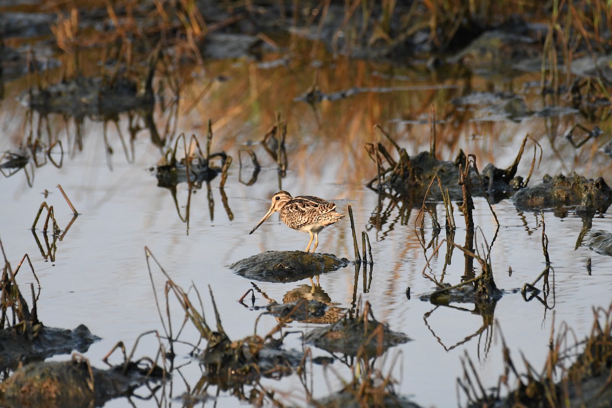 Common Snipe - Nishad Eshaal