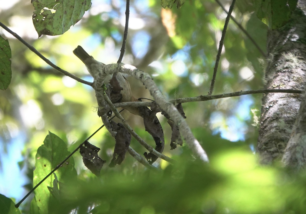 Cinnamon Ibon - ML617353390