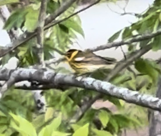 Cape May Warbler - ML617353406