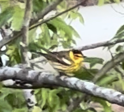 Cape May Warbler - ML617353407
