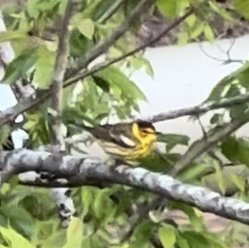 Cape May Warbler - ML617353408