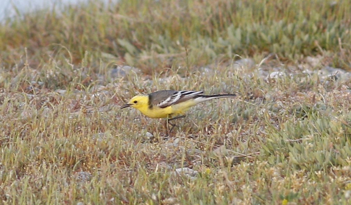 Citrine Wagtail - ML617353411