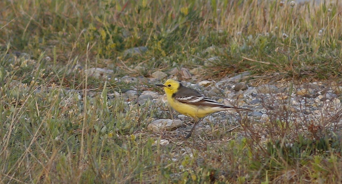 Citrine Wagtail - ML617353412