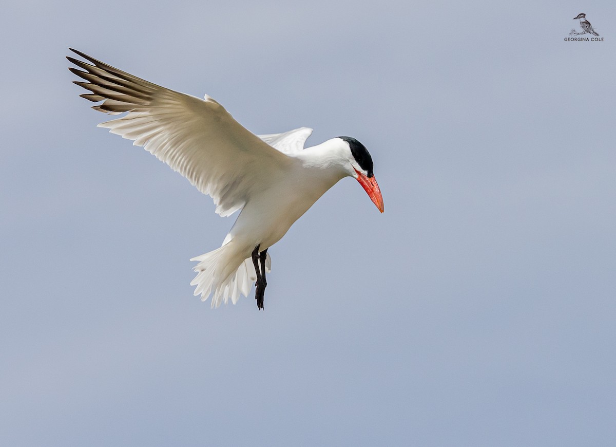 Caspian Tern - ML617353444