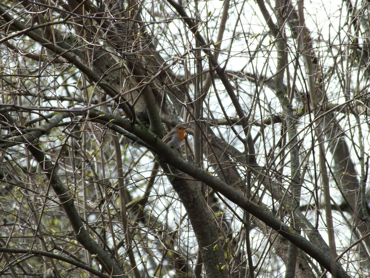 European Robin - ML617353451