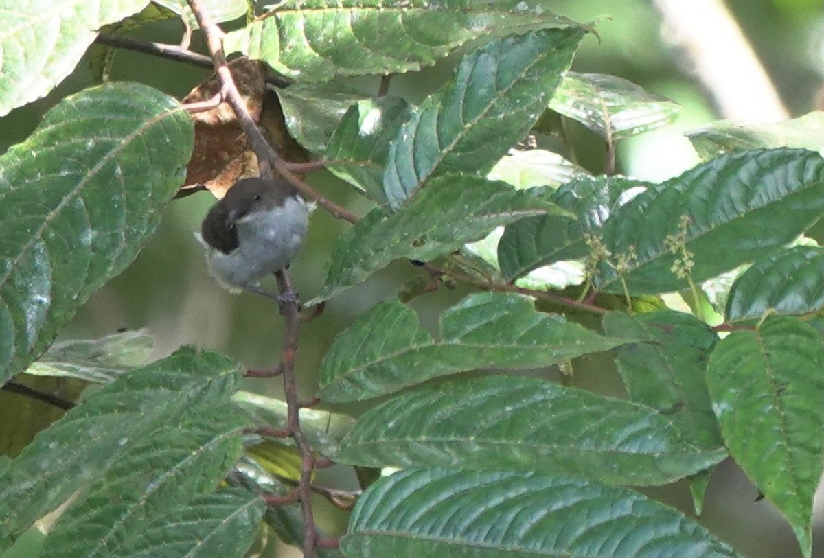 White-bellied Flowerpecker - ML617353455