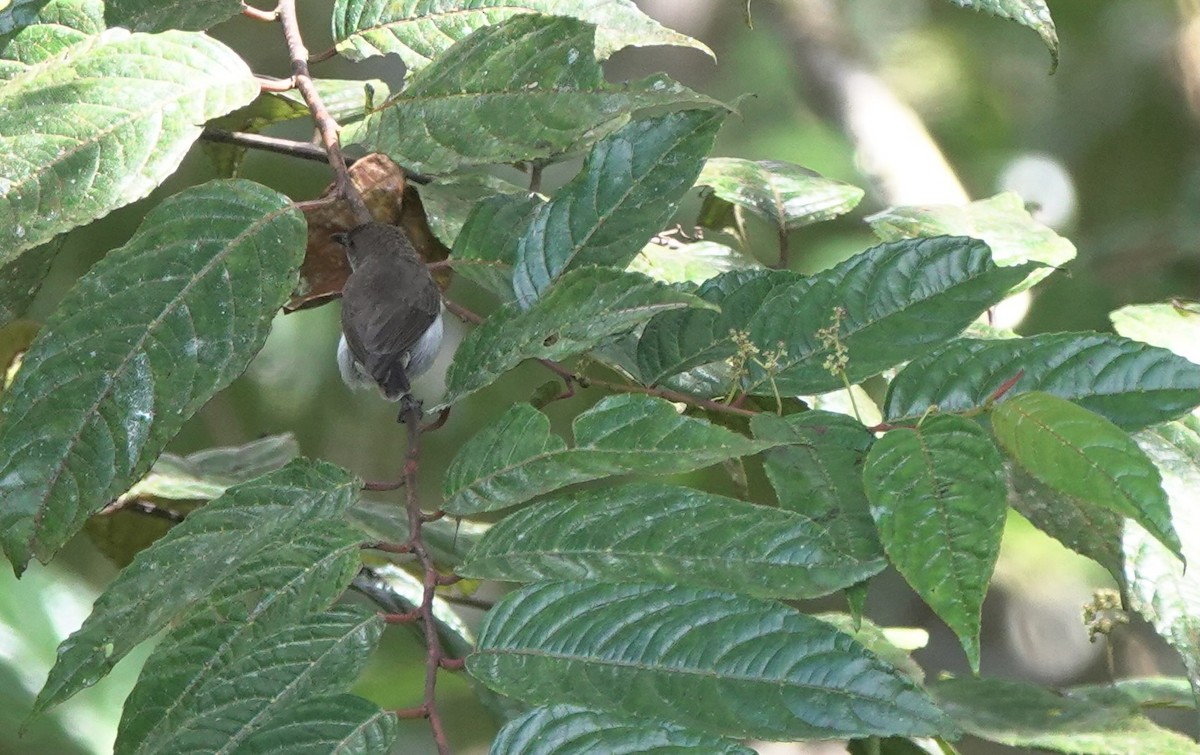 White-bellied Flowerpecker - ML617353458