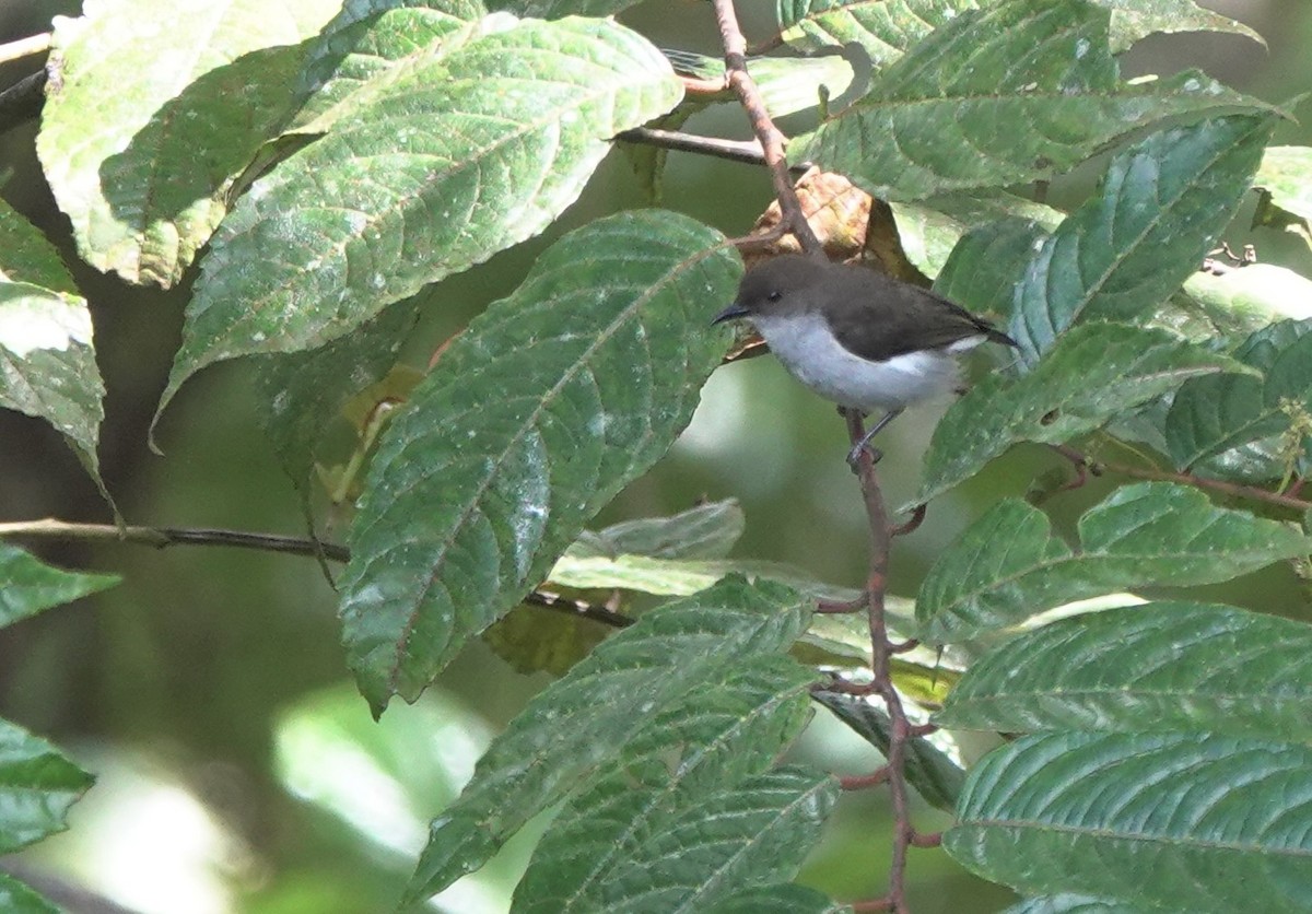 White-bellied Flowerpecker - ML617353459