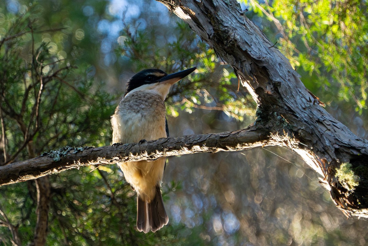 Sacred Kingfisher - ML617353482