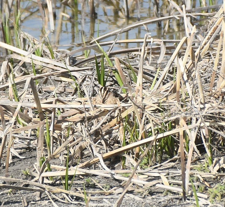 Wilson's Snipe - ML617353510