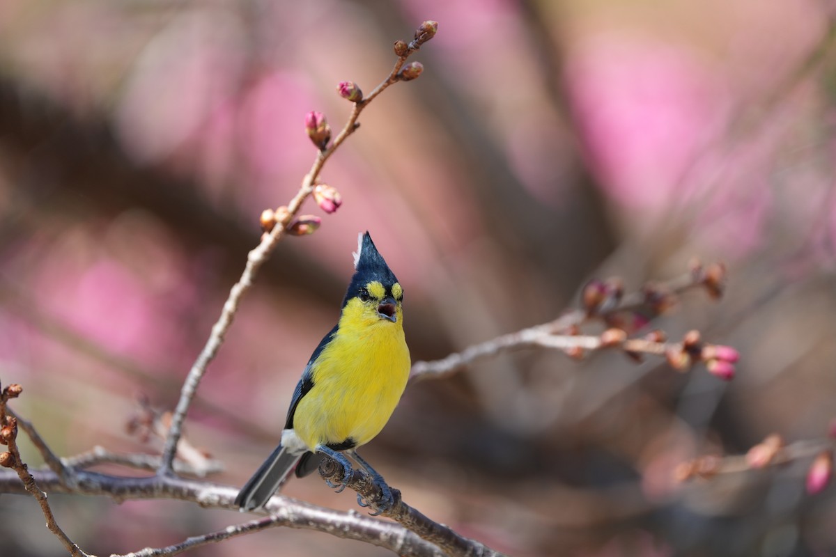 Taiwan Yellow Tit - ML617353521