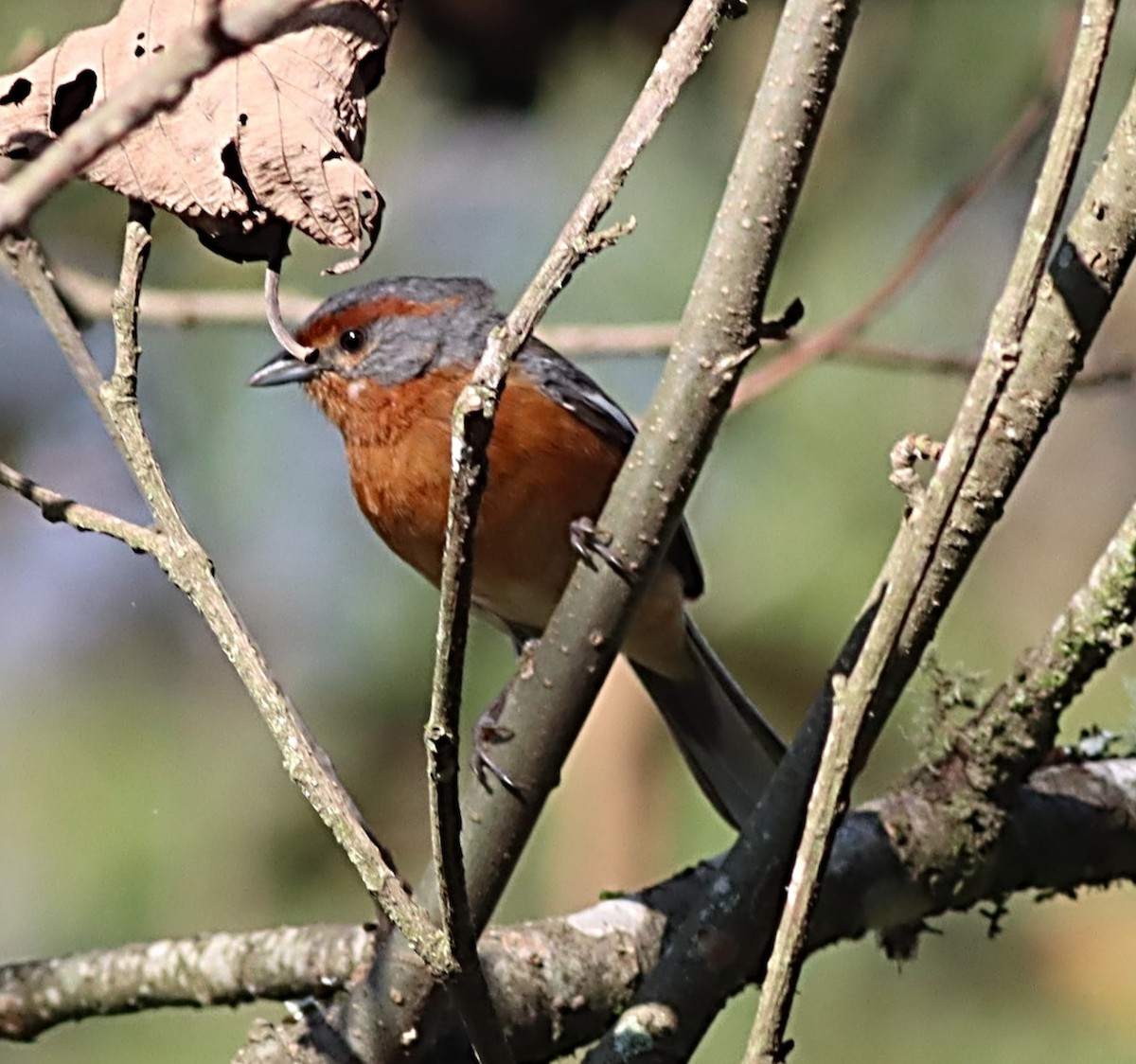 Rusty-browed Warbling Finch - ML617353537