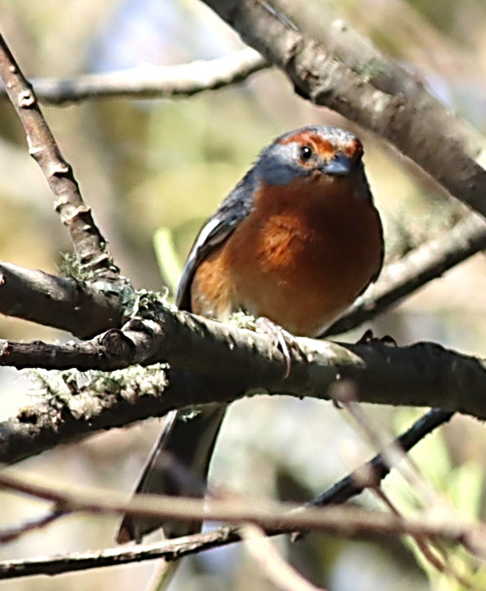 Rusty-browed Warbling Finch - ML617353540