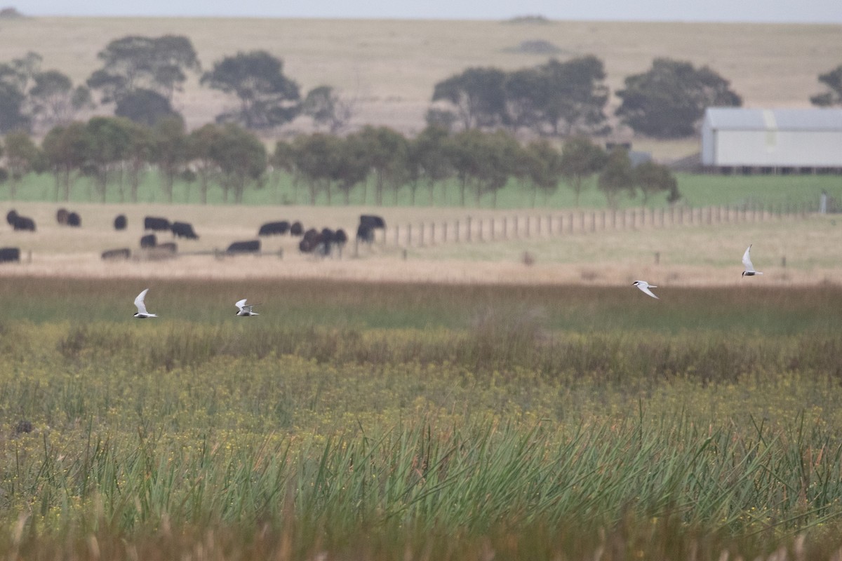 Whiskered Tern - ML617353557