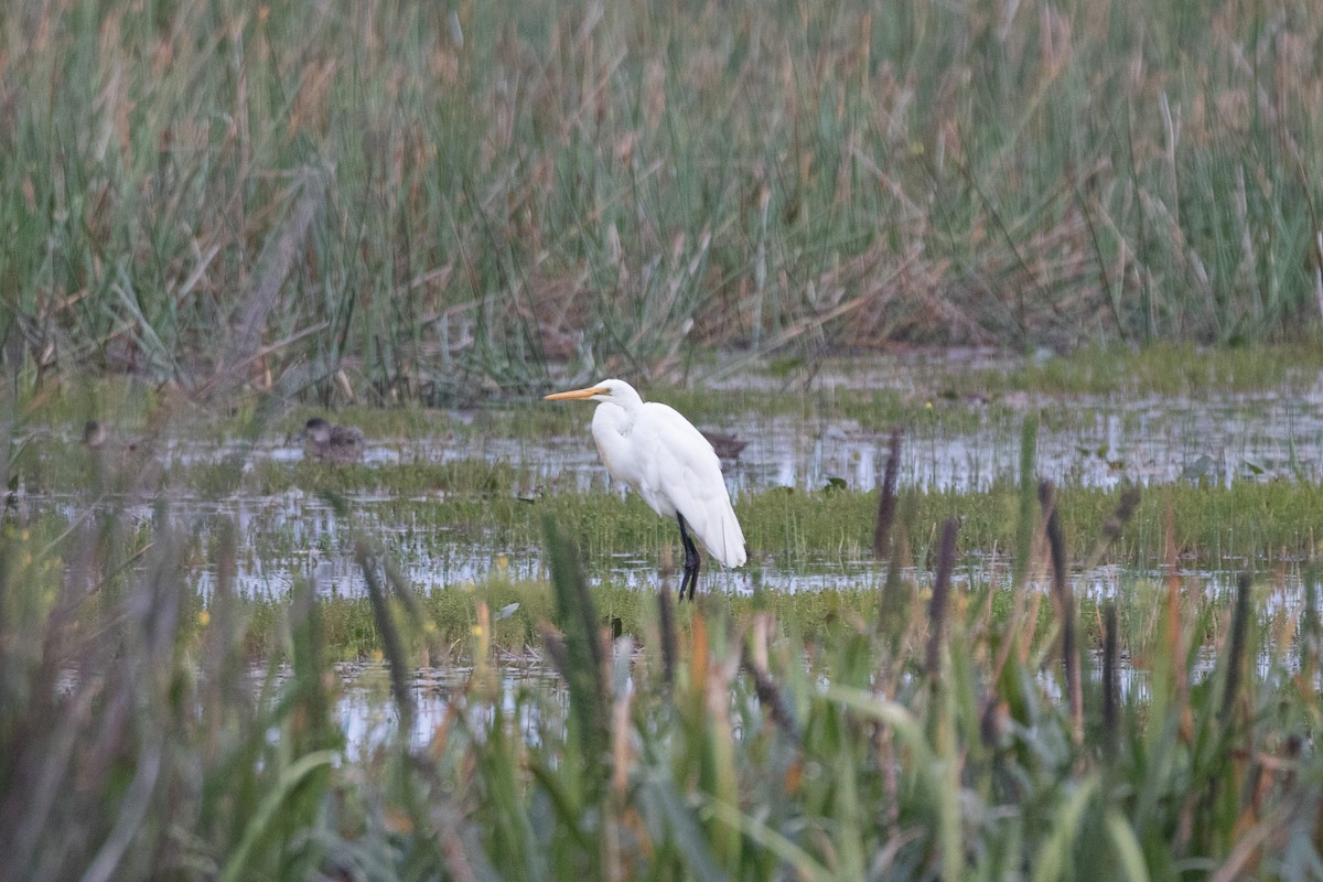 Great Egret (modesta) - ML617353561