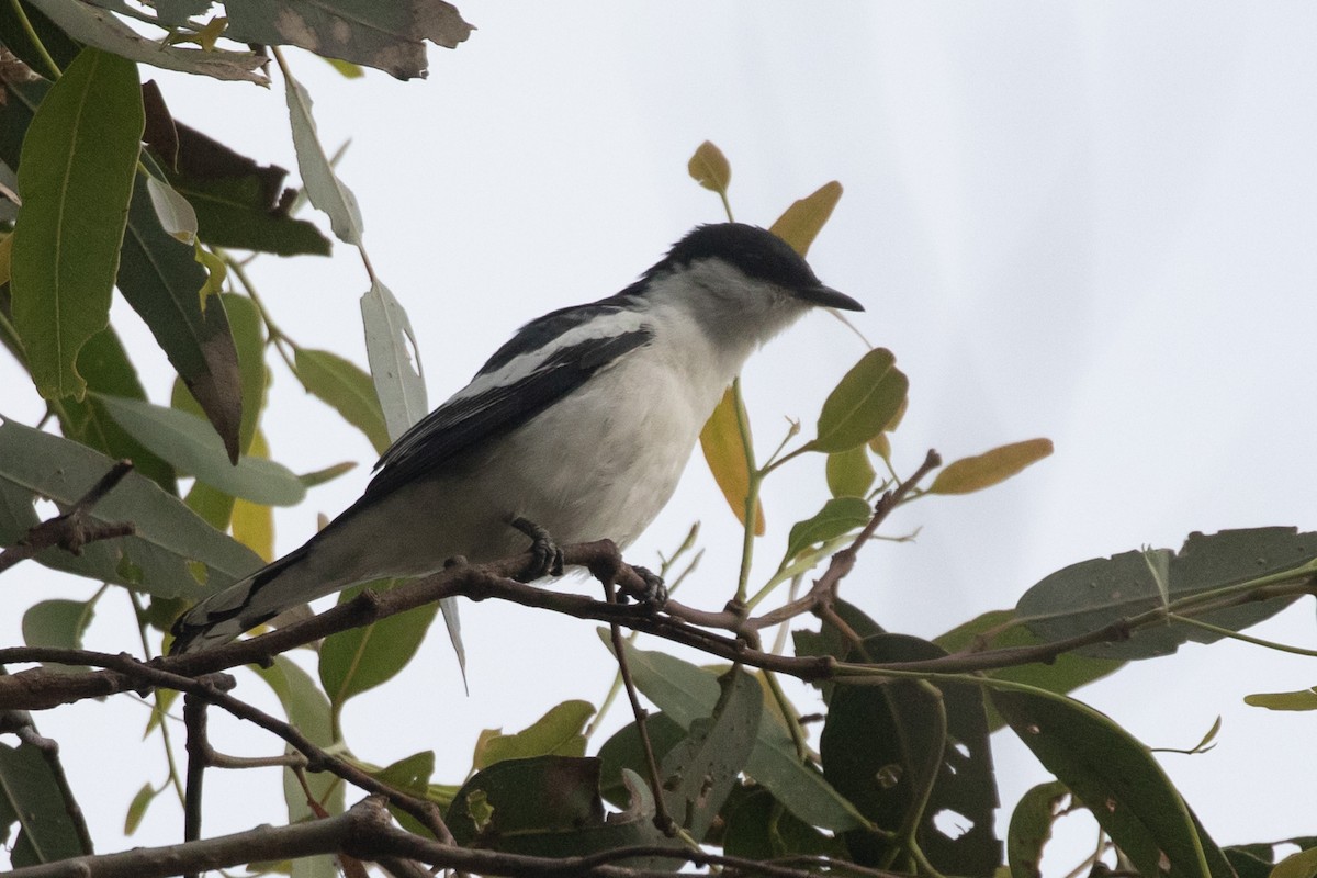 Oruguero Tricolor - ML617353564