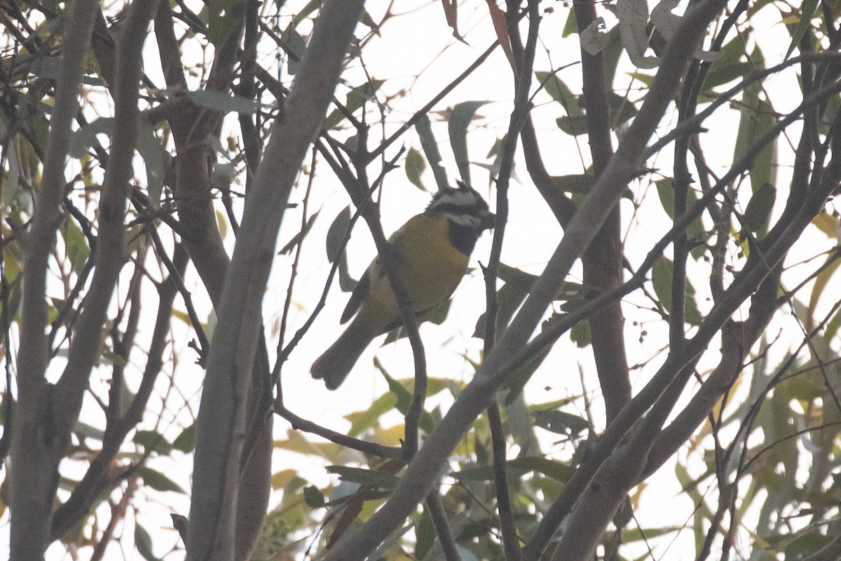 Eastern Shrike-tit - ML617353566