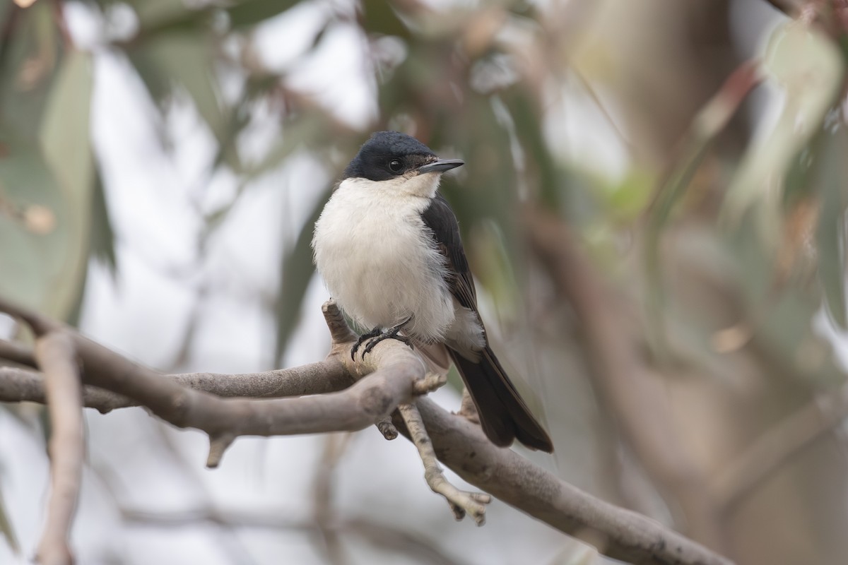 Restless Flycatcher - ML617353586