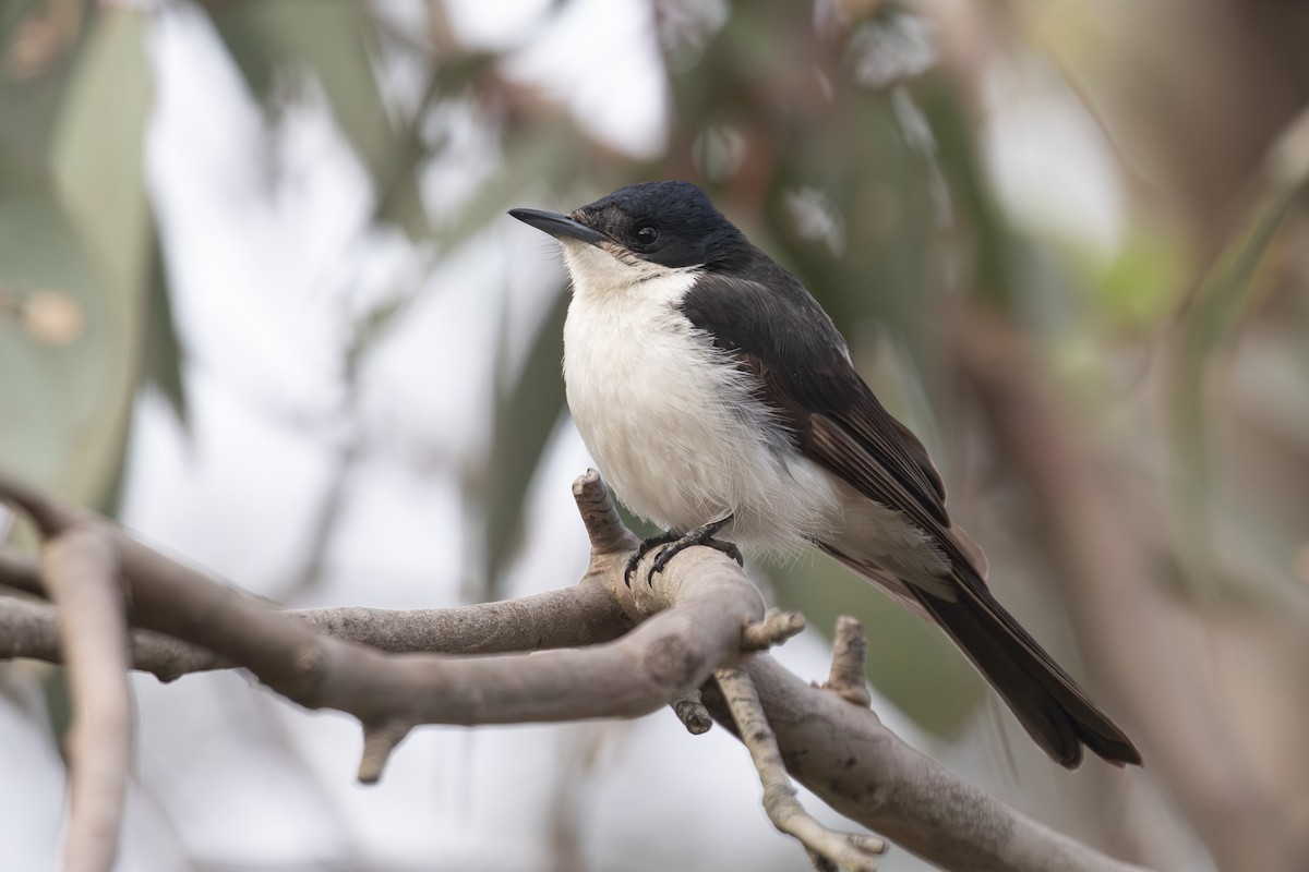 Restless Flycatcher - Isaac Clarey