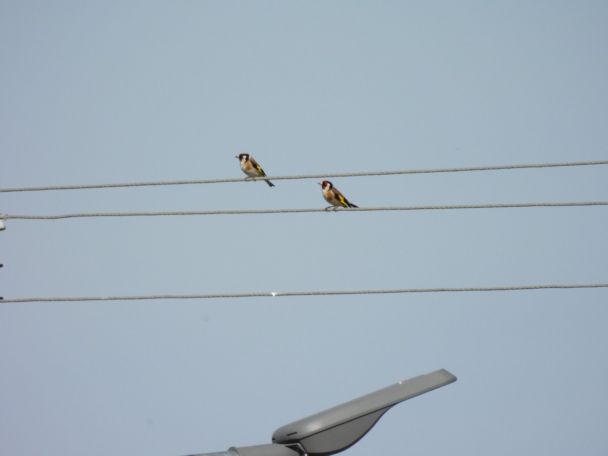 European Goldfinch - ML617353595