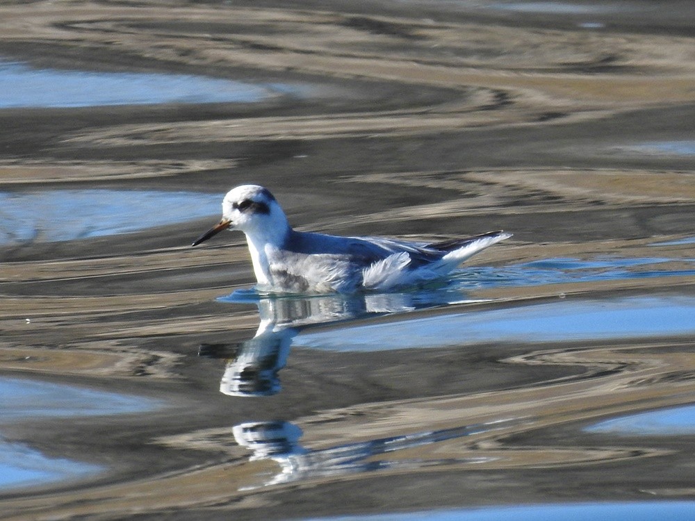 Phalarope à bec large - ML617353596