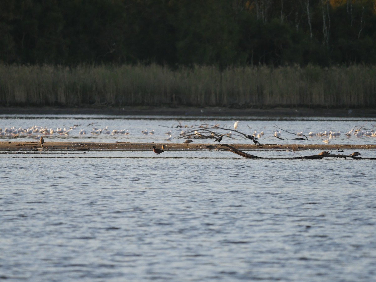 Silver Gull - ML617353617