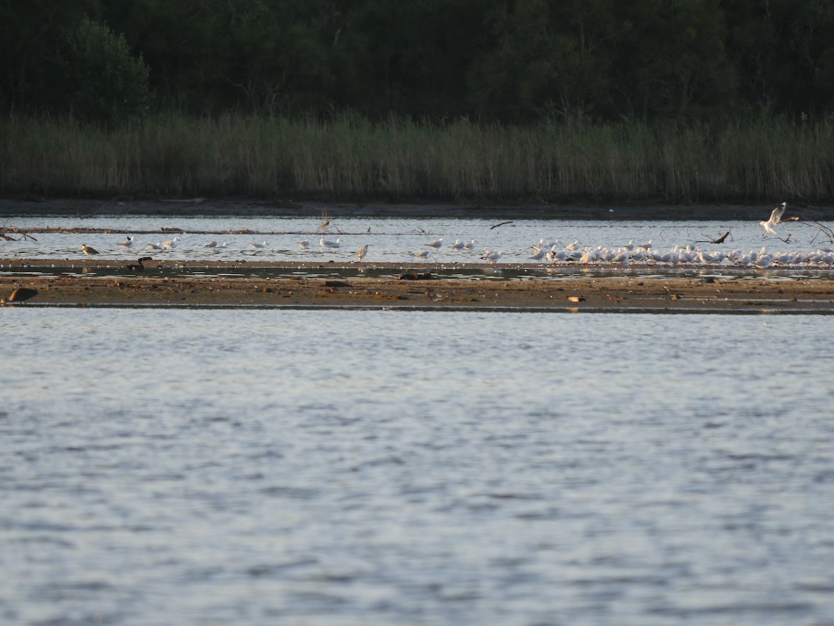 Silver Gull - ML617353619