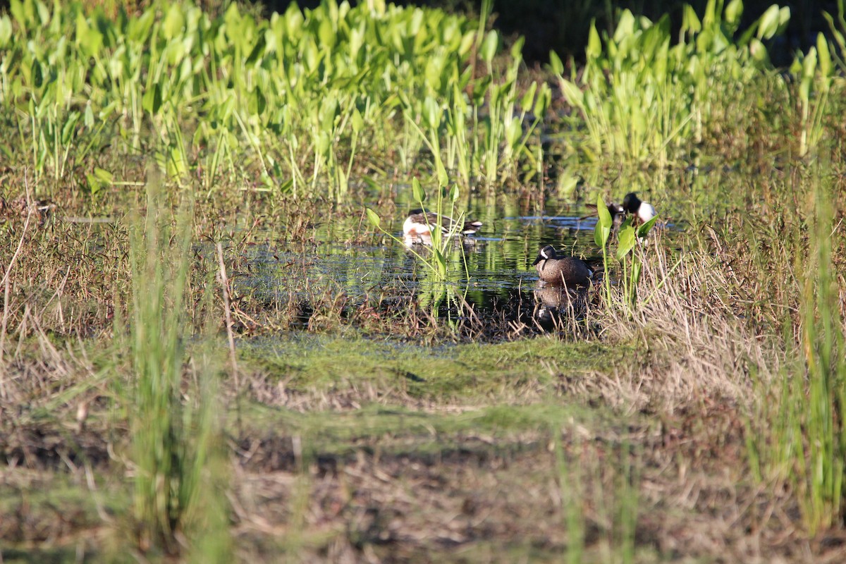 Blue-winged Teal - M Alexander