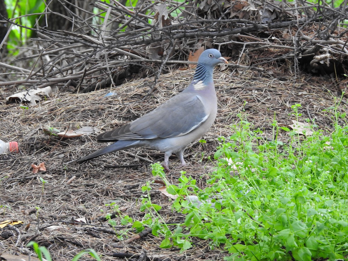 Pigeon ramier (casiotis) - ML617353628