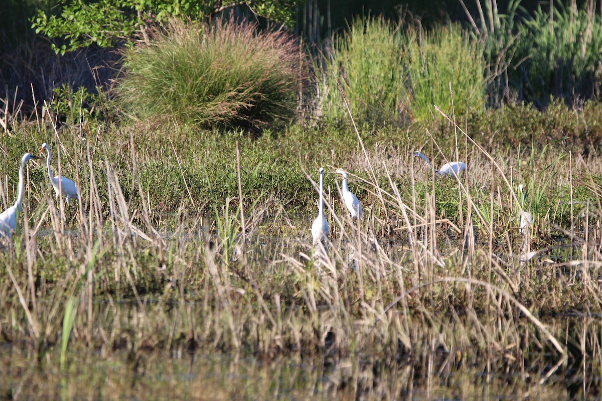 Great Egret - ML617353650