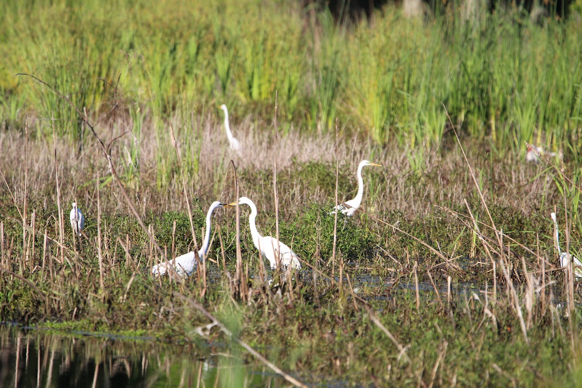 Great Egret - M Alexander