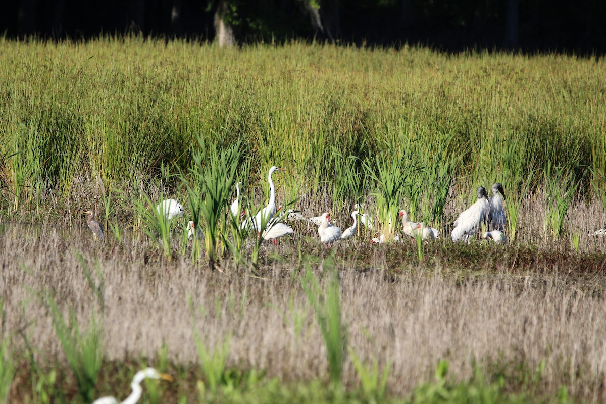 Ibis blanc - ML617353660