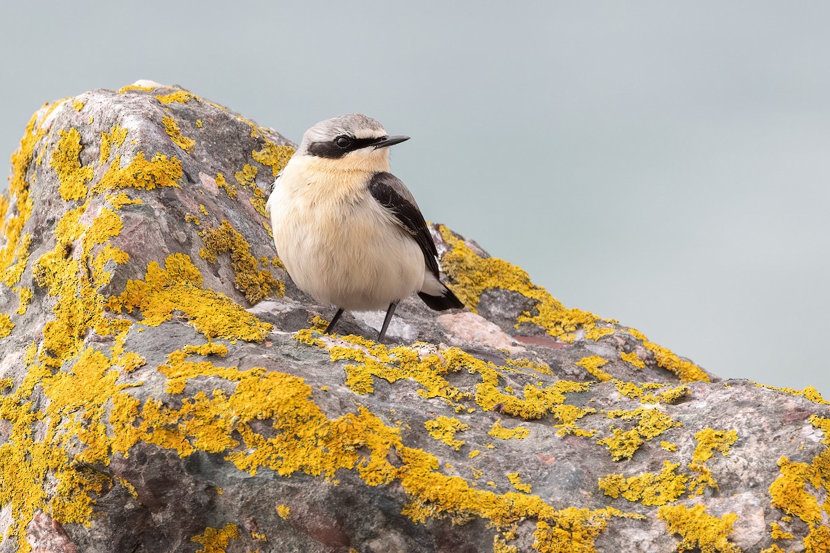 Northern Wheatear - Harald Dahlby