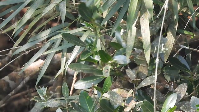 Dark-fronted Babbler - ML617353768