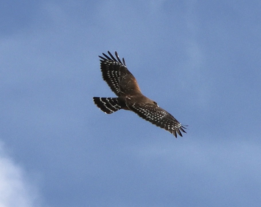 Red-shouldered Hawk - ML617353782