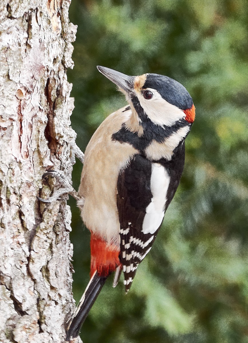 Great Spotted Woodpecker - ML617353805