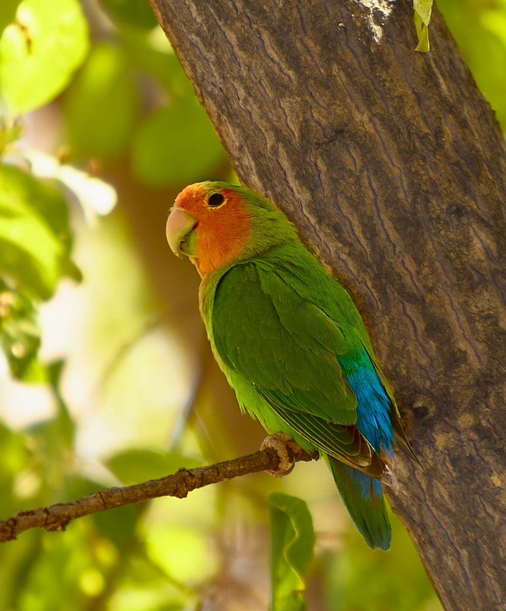 Rosy-faced Lovebird - ML617353866