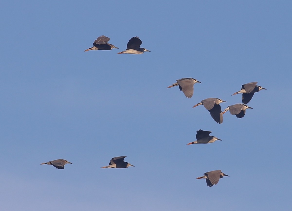 Black-crowned Night Heron - Paul Bourdin