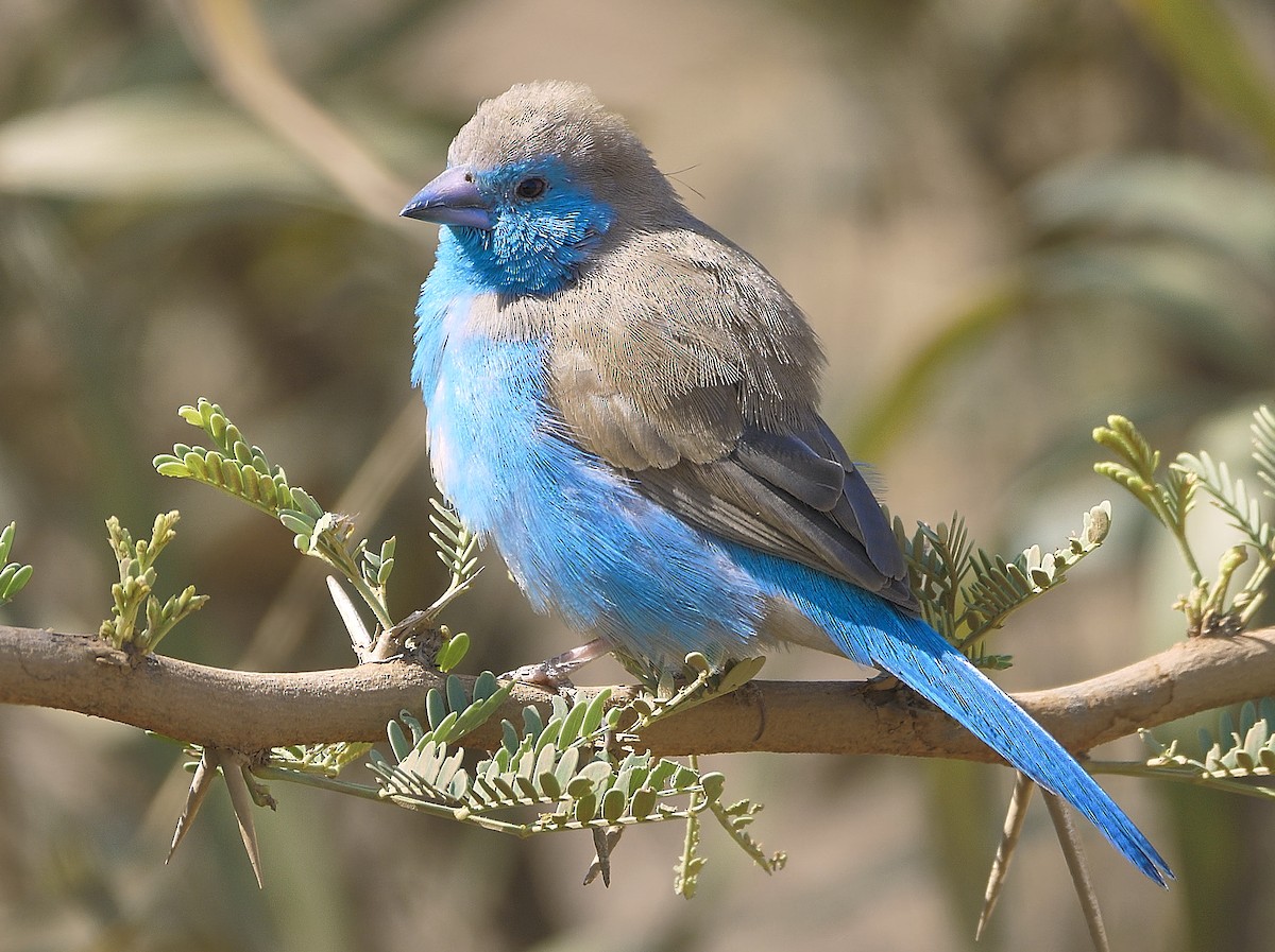 Cordonbleu d'Angola - ML617353908