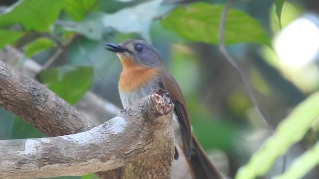 White-bellied Blue Flycatcher - ML617353920