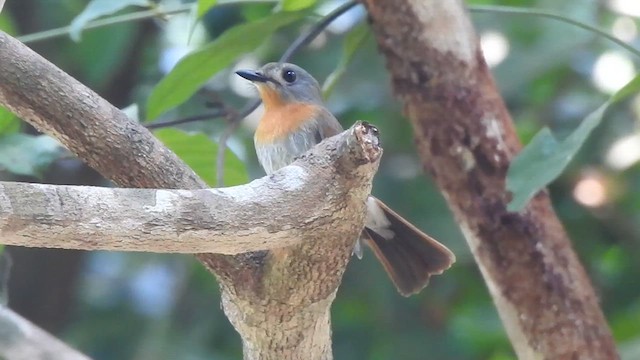 White-bellied Blue Flycatcher - ML617353924