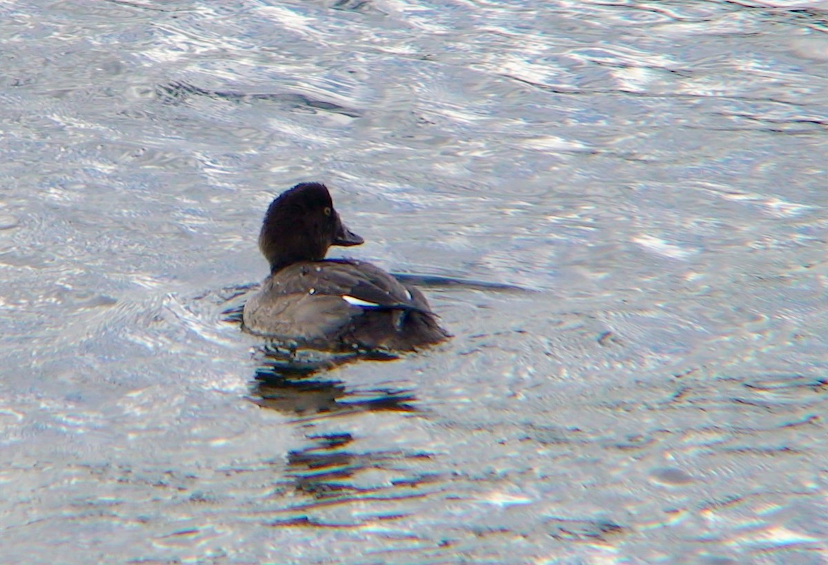 Common Goldeneye - ML617353935