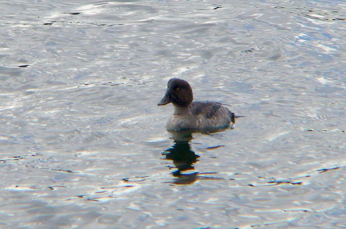 Common Goldeneye - ML617353936